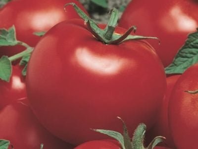 Crédito Divulgação