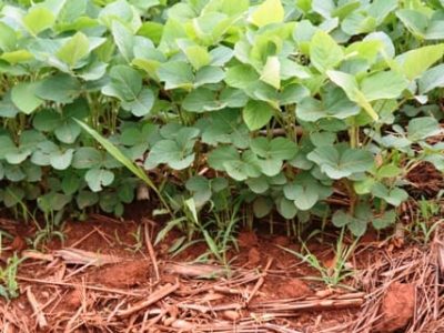 Novo manejo de controle de nematoide - Crédito Miriam Lins