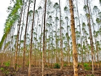 Novos métodos de controle de plantas daninhas em florestas - CréditoShuttertock