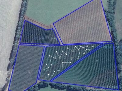 Nutrição do cafeeiro - adubação começa com análise do solo - Crédito Ramiro Machado