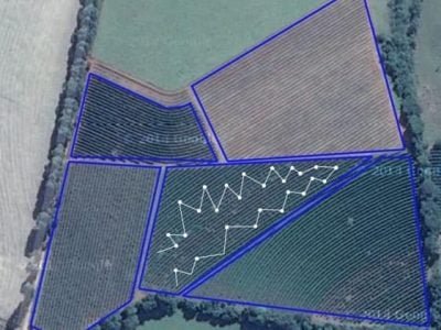 Nutrição do cafeeiro - adubação começa com análise do solo - Crédito Ramiro Machado