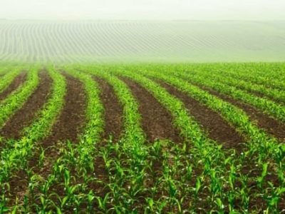 Nutrição  - CréditoShutterstock