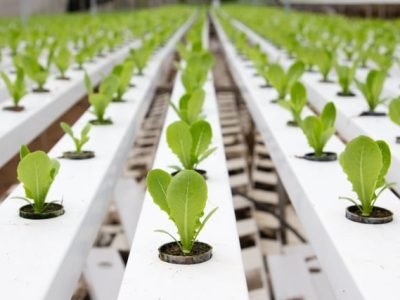 Foto-01-O-espaçamento-ideal-entre-os-tubos-de-hidroponia-Créditos-Shutterstock