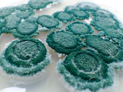 O fungo Trichodermahazianum atua como fungicida microbiológico - FotosKoppert