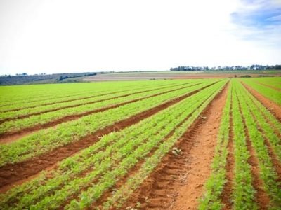 Organominerais reduzem asalinização - Crédito Grupo Leópolis