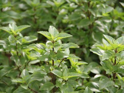 Pesquisa revela tecnica para aumentar produção de manejricão - Crédito Luize Hess