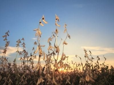 Panorama produtivo da soja - Créditos Shutterstock