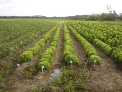 Pendoamento da alface - Crédito Luciane Vilela