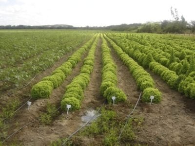 Pendoamento da alface - Crédito Luciane Vilela