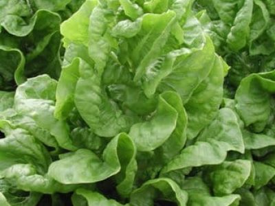 Pendoamento precoce exige variedades precoces - Créditos Luciana Vilela Resende