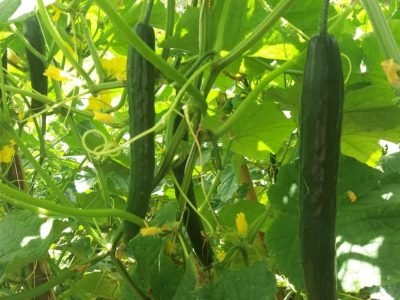 Pepino Tikara - Foto: Agristar