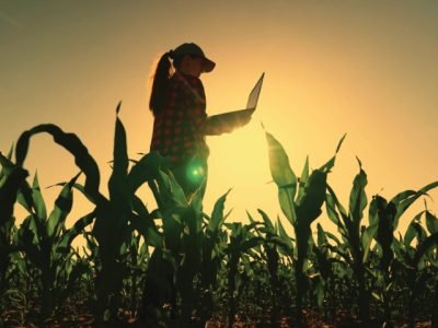Agriculture concept. Farmer woman in corn field works with computer, Business Farm. Farmer with laptop in green corn field. Modern digital technologies. Agronomist on farm. Worker works on farm