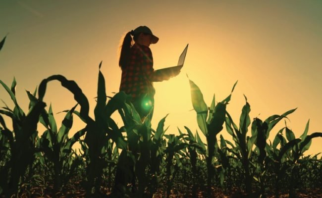 Agriculture concept. Farmer woman in corn field works with computer, Business Farm. Farmer with laptop in green corn field. Modern digital technologies. Agronomist on farm. Worker works on farm