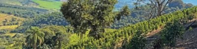 Foto: Fazenda Santuário Sul
