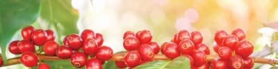 fresh coffee beans in coffee plants tree with flare light