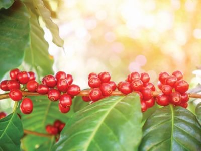 fresh coffee beans in coffee plants tree with flare light