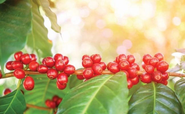 fresh coffee beans in coffee plants tree with flare light