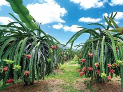 Dragon fruit tree with ripe red fruit on the tree for harvest. This is a cool fruit with many minerals that are beneficial for human health
