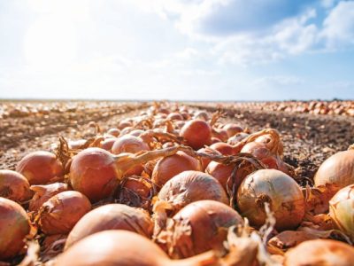 Harvesting onions. Onions on an agricultural field in a line are ready for harvesting with the help of an agricultural combine