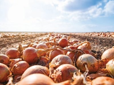 Harvesting onions. Onions on an agricultural field in a line are ready for harvesting with the help of an agricultural combine