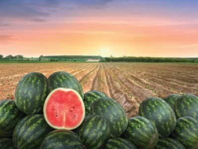 watermelon (Citrullus lanatus) crop planted at agriculture field or farm at India during summer. Striped ripe watermelons on the ground in a field at sunset.