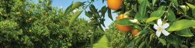 Foto 01 (Pequeno)