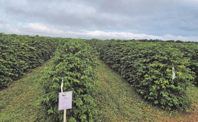 Fotos: C3 Consultoria