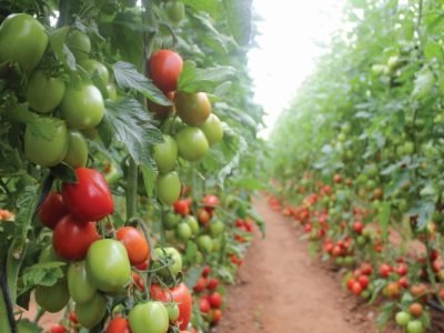 tomate in under a greenhouse