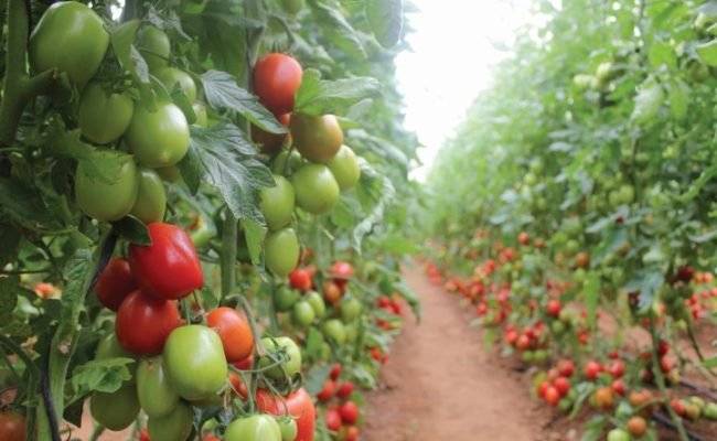 tomate in under a greenhouse
