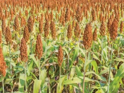 image of Sorghum plants in the field .
