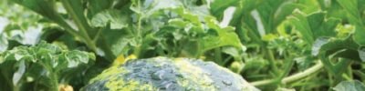 water mellon after rain