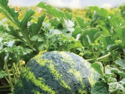 water mellon after rain