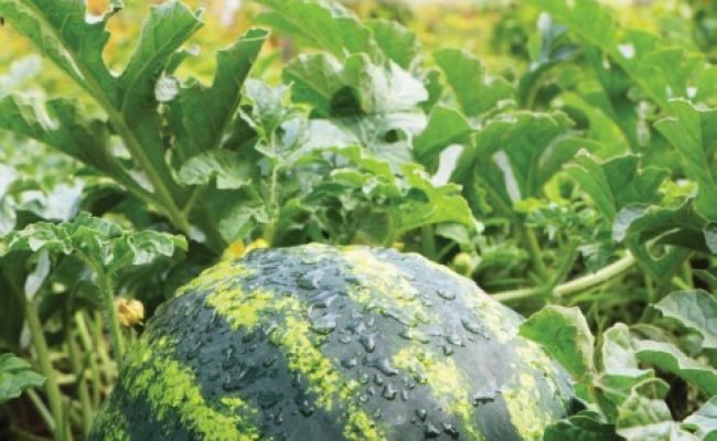 water mellon after rain