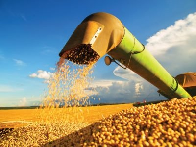 The,Most,Produced,Grain,In,The,Country,,Brazilian,Soy,Stands