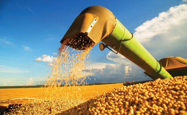 The,Most,Produced,Grain,In,The,Country,,Brazilian,Soy,Stands