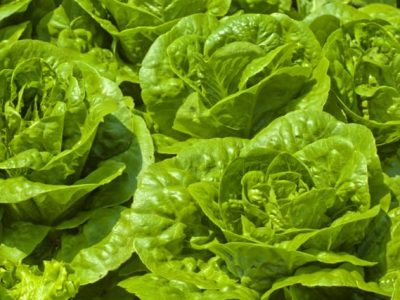 PerÃ­odo chuvoso exige variedade de alface tolerante - Crédito Shutterstock