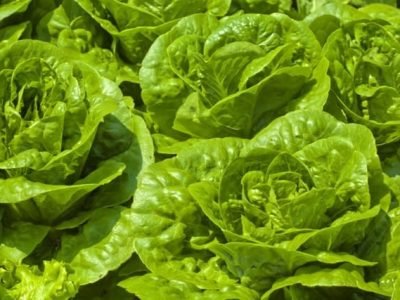 PerÃ­odo chuvoso exige variedade de alface tolerante - Crédito Shutterstock