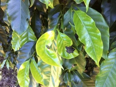 Pesquisa alerta para controle preventivo da mancha-de-Phoma - Crédito Cristiano de Oliveira