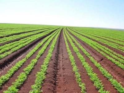 Plantio de cenoura de inverno exige variedades produtivas - Crédito Renato Mendes