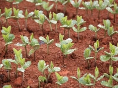 Plantio de soja Bt deve ser expressivo na próxima safra - Crédito Luize Hess