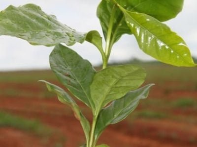 Foto-01-Plantio-do-café-Crédito-Luize-Hess