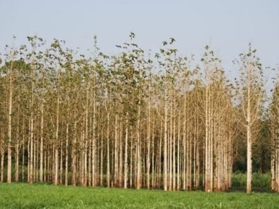 Podas - Fotos Daniel Papa