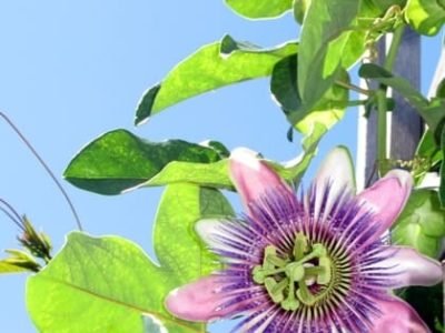 Polinização manual é diferencial nos pomares de maracujá - Foto SXC