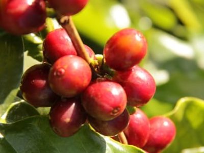 Potássio uniformiza maturação do cafeeiro - Crédito Miriam Lins