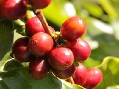 Potássio uniformiza maturação do cafeeiro - Crédito Miriam Lins