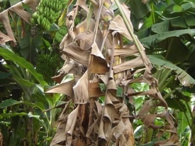 Pragas e doenças na bananicultura - Crédito Francisco Ermelindo