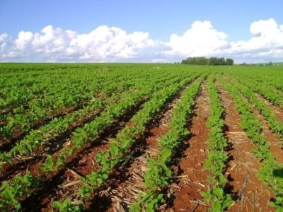 Prejuízos da lagarta-elasmo - Crédito Fernando Adegas