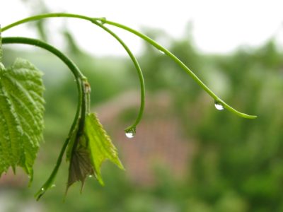 Foto-01-Principais-porta-enxertos-para-as-uvas-Crédito-Arquivo