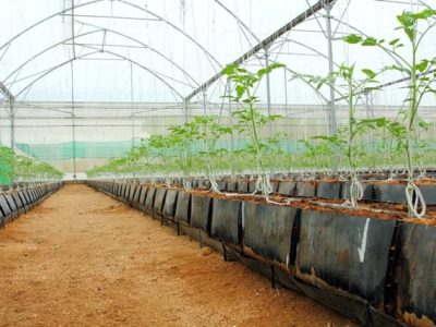 Produção em telado reduz a incidência de doenças no tomateiro - Créditos Shutterstock