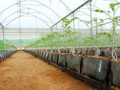 Produção em telado reduz a incidência de doenças no tomateiro - Créditos Shutterstock